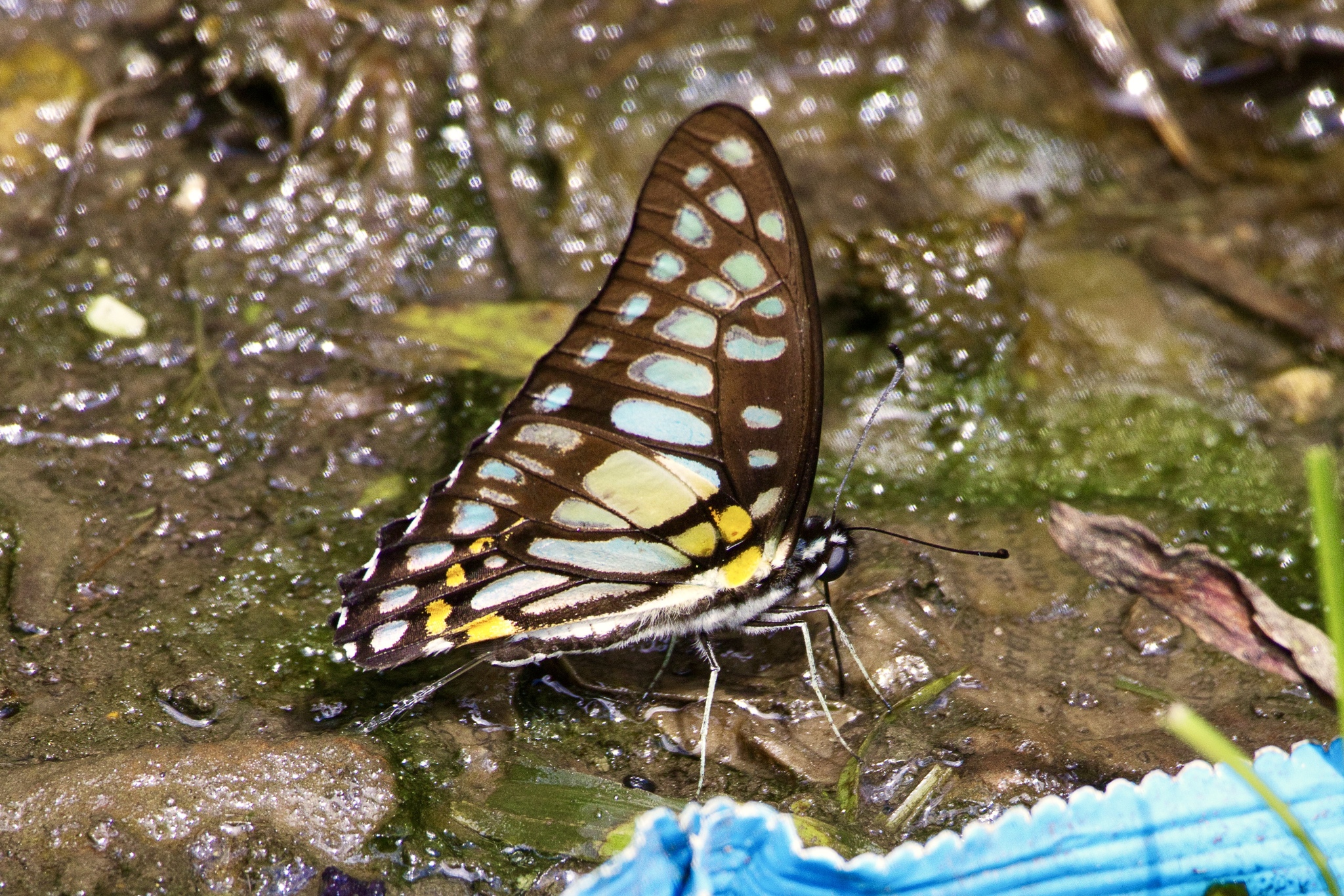 Veined Jay