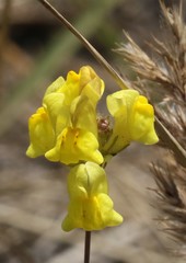 Linaria multicaulis