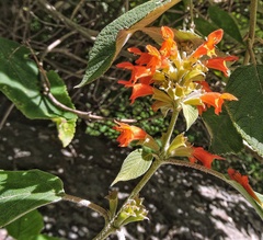 Colquhounia coccinea