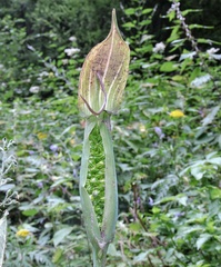Arisaema jacquemontii
