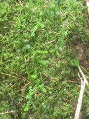 Selaginella helvetica