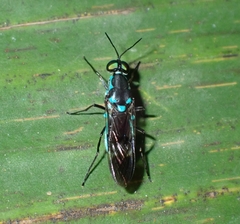 Eudmeta marginata