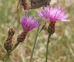 Centaurea giardinae