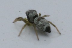 Heliophanus tribulosus