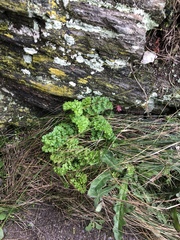 Daucus carota gummifer