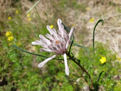 Petrophile linearis