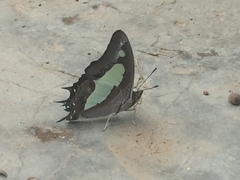 Polyura agraria