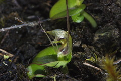 Corybas dienemus