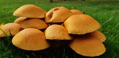 Gymnopilus junonius