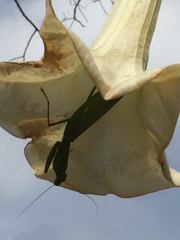 Rhombodera lingulata