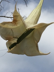 Rhombodera lingulata