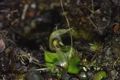 Corybas dienemus