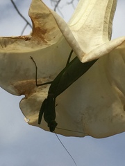 Rhombodera lingulata