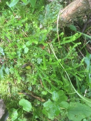 Selaginella helvetica