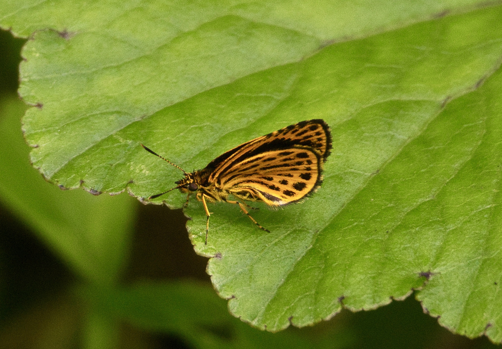 Tiger Hopper