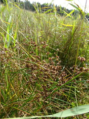 Juncus subnodulosus