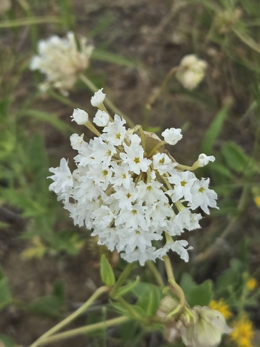Snowball sand verbena (Abronia fragrans)