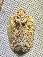 Flatoidinus punctatus