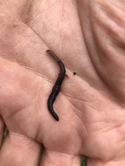 Dendrobaena octaedra