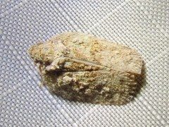 Flatoidinus punctatus