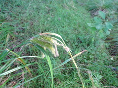 Carex pseudocyperus