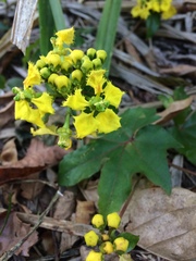 Stigmaphyllon jatrophifolium