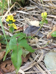 Stigmaphyllon jatrophifolium