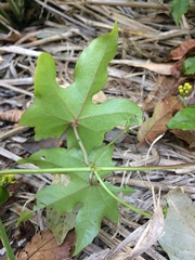 Stigmaphyllon jatrophifolium