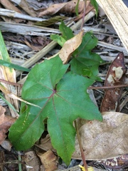 Stigmaphyllon jatrophifolium