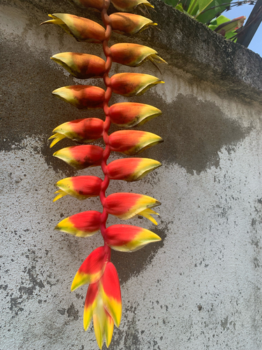 Hanging Lobster Claw Heliconia