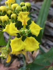 Stigmaphyllon jatrophifolium