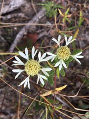 Gaillardia aestivalis winkleri