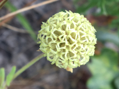 Gaillardia aestivalis winkleri