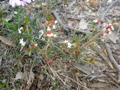 Leucopogon concurvus
