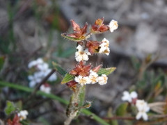 Leucopogon concurvus