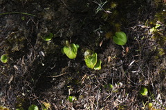 Corybas dienemus