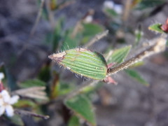 Leucopogon concurvus