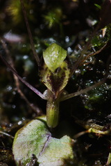 Corybas dienemus