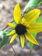 Helianthus debilis cucumerifolius