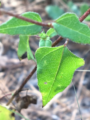 Helianthus debilis cucumerifolius