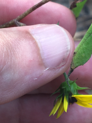 Helianthus debilis cucumerifolius