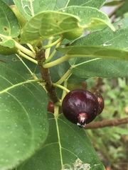 Ficus erecta erecta