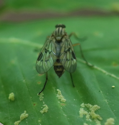 Downlooker Snipefly photo 6