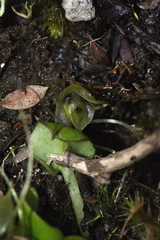 Corybas dienemus