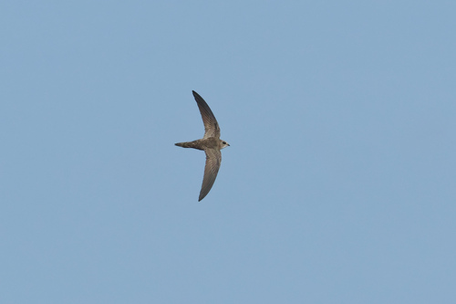 Vencejo pálido (Apus pallidus)