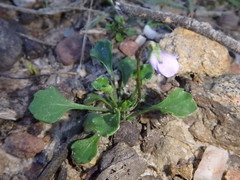 Viola sieberiana