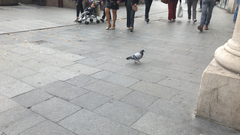 Columba livia domestica