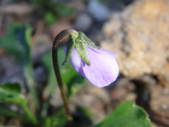 Viola sieberiana
