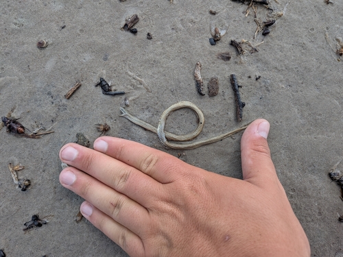 Taylor’s Ground Snake