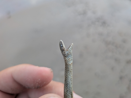 Taylor’s Ground Snake